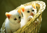 Happy 2020! To the 10 Best Cat Trees of 2019...