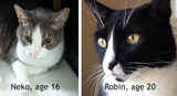 Prepare a Happy Cat Retirement: Adopt a Senior Cat Month
