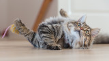 It's all cat's play!