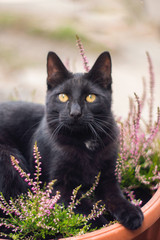 National Black Cat Appreciation Day