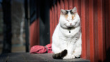 ​The Mystery of the Cat’s Purr