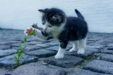Clicker Training & How to Teach Your Kitty.
