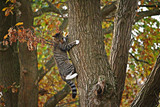How Cat Trees Can Benefit Your Cat