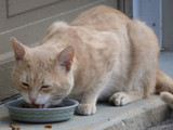 The Scarf and Barf Syndrome & Other Reasons Why Cats Puke!