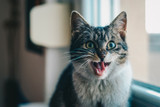 February is Pet Dental Health Month, So Let’s Sharpen Up Those Choppers!