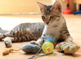 Should I wash my cat's toys?