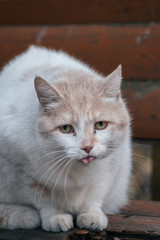 The hair of the cat