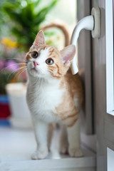 Life Lessons We Learn From Our Felines…