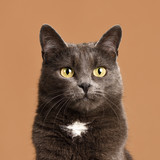  Why Your Cat Does These Three Things