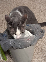 Prevent Trash Troubles: Effective Tips to Keep Cats Away from Garbage