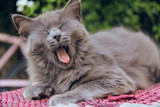 What Does it Really Take to Grow a Happy Cat?