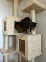 Got a "scratchaholic" kitty?