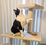 Why Cats LOVE Cat Trees! 