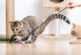 Why Play Isn’t Optional for Cats!!