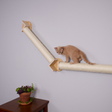 Why Do Cats Build Climbing Routes?!