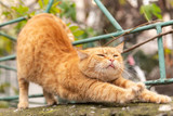 The Science of Cat Stretching!