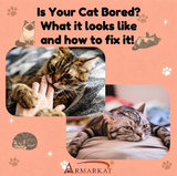 What Boredom Looks Like in Cats (And Why Most People Miss It!)
