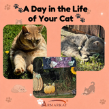 A Day In The Life Of Your Cat!