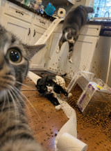 STOP Fighting Your Cats Bad Habits