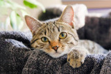 What's Your Cats Favorite Spot In The House?