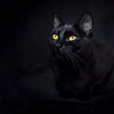 October is Black Cat Awareness Month