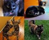 Making peace in a multi-cat household