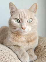 How smart is your cat?