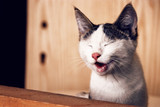Is your cat stressed?