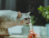 The joy of making cat treats