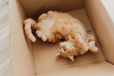 Why cats love empty boxes and bags