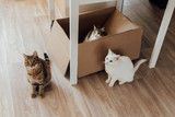 Choosing a rescue cat for your family