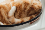 Tales of Kitty Tails