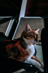 Famous cats of film