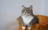 Your cat's mental health