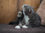 Cat-Scratch Fever