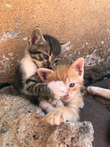 CPR for Cats