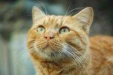 Cat eyes!