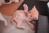 Paws come with claws