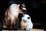 Get the poop about cat litter