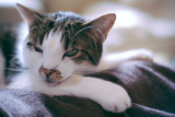 Is your cat antisocial?