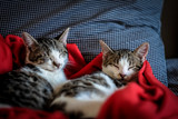 New health studies for cats