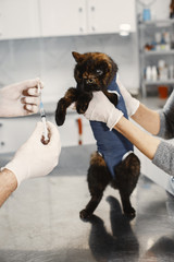 Vaccines and cats
