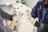 Is your cat afraid of the vet?
