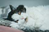 Cats and hairballs