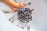 How to give a cat a bath