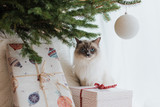Merry Christmas, Kitty!