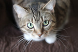 Cats and hepatitis