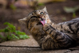 Cat got your tongue?