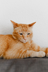 Diabetes and your cat
