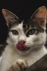 Does your cat have taste?